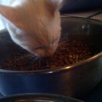 Kittie Eating